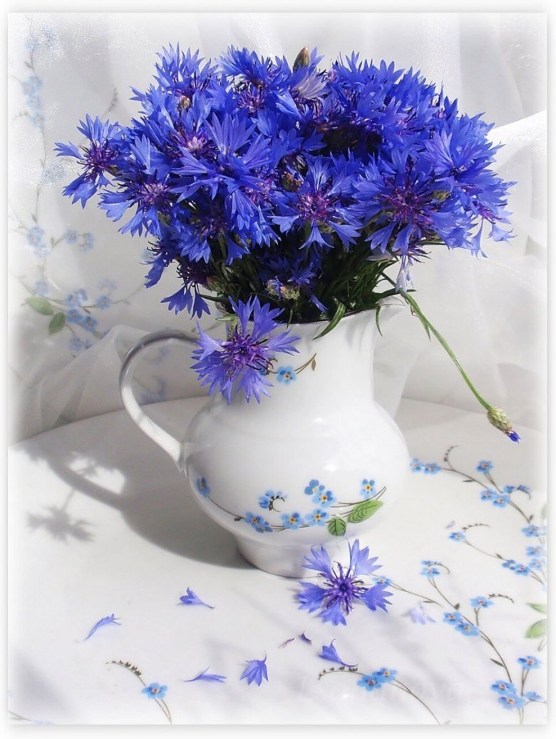 Лето васильки