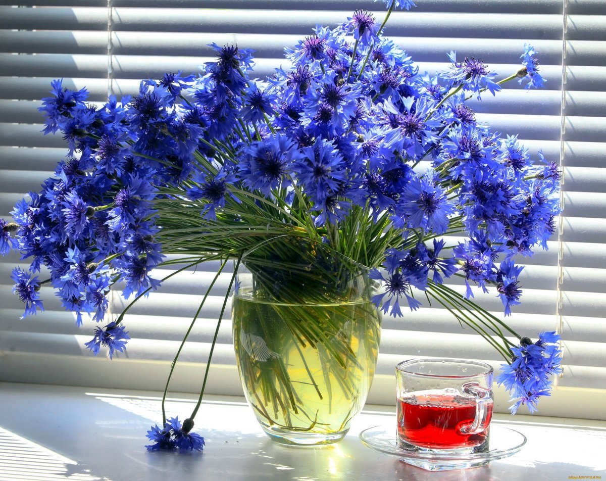 Васильки полевые