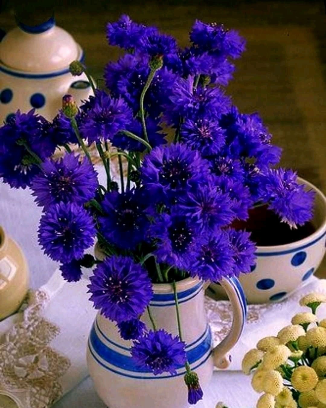 Полевые цветы Василек