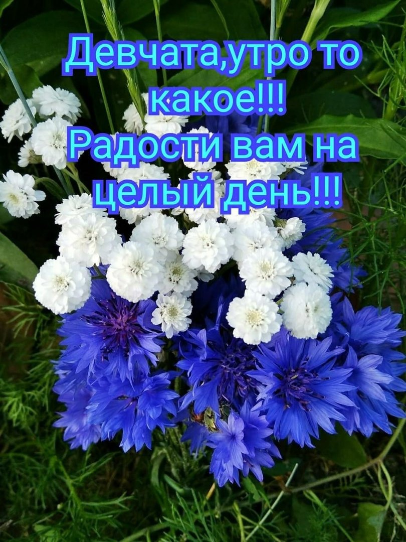 С днем рождения васильки