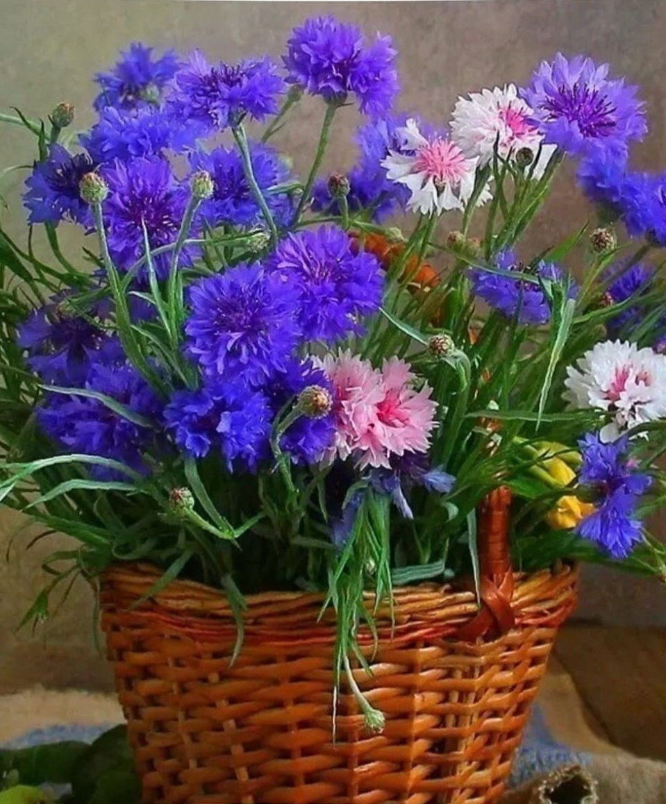 Ромашки и васильки