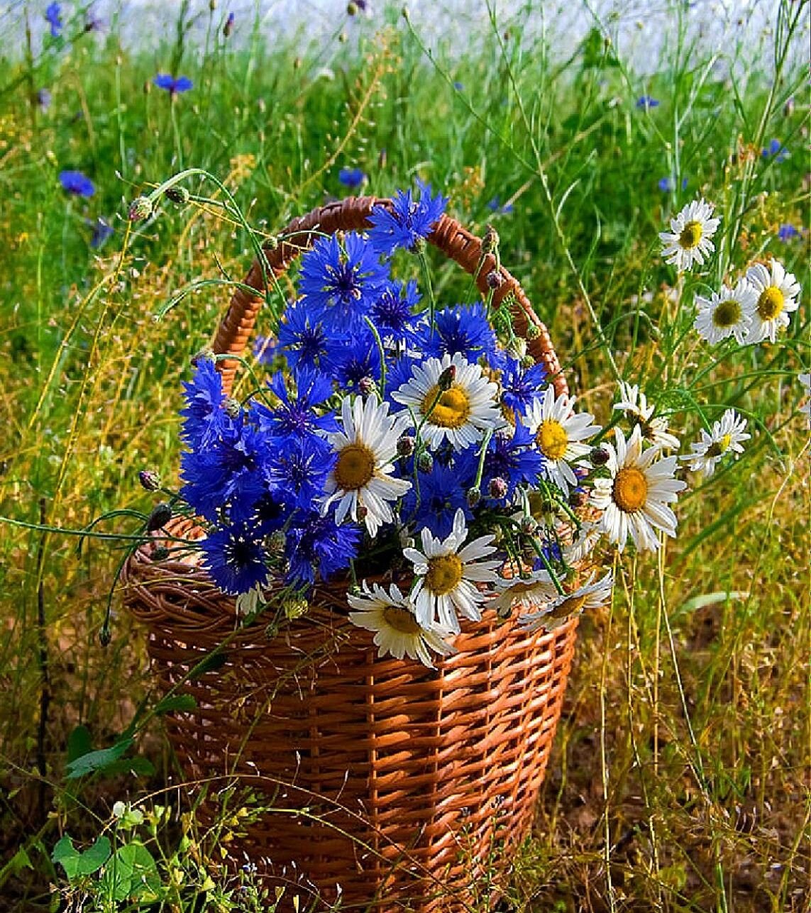 Васильки и девочка