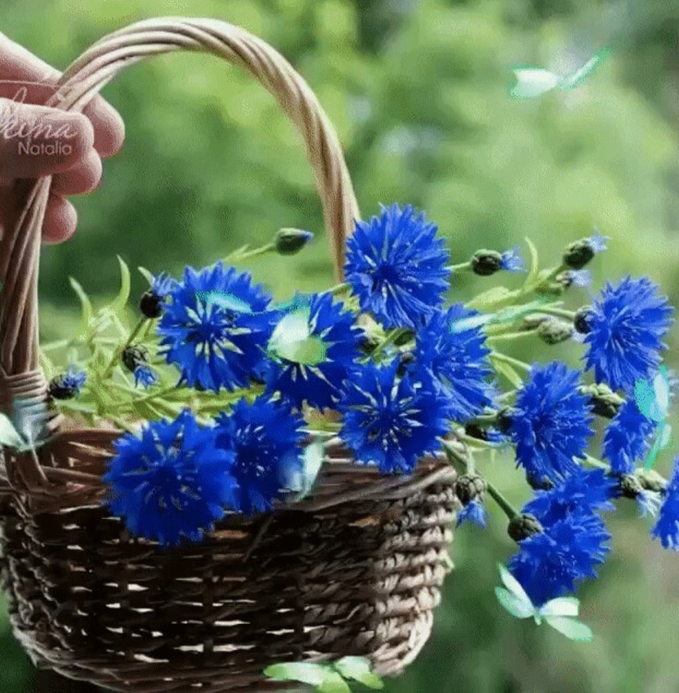 Летние цветы на окне