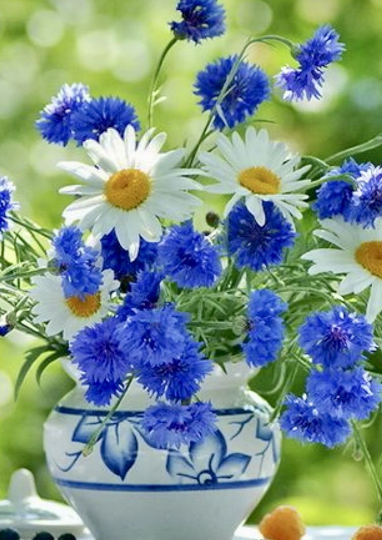 Василек левкоелистный