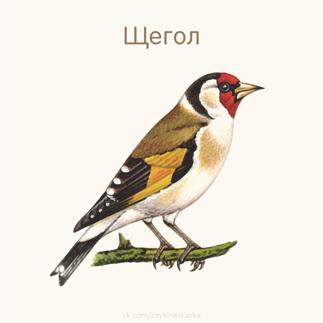 Птицы щегол и дети