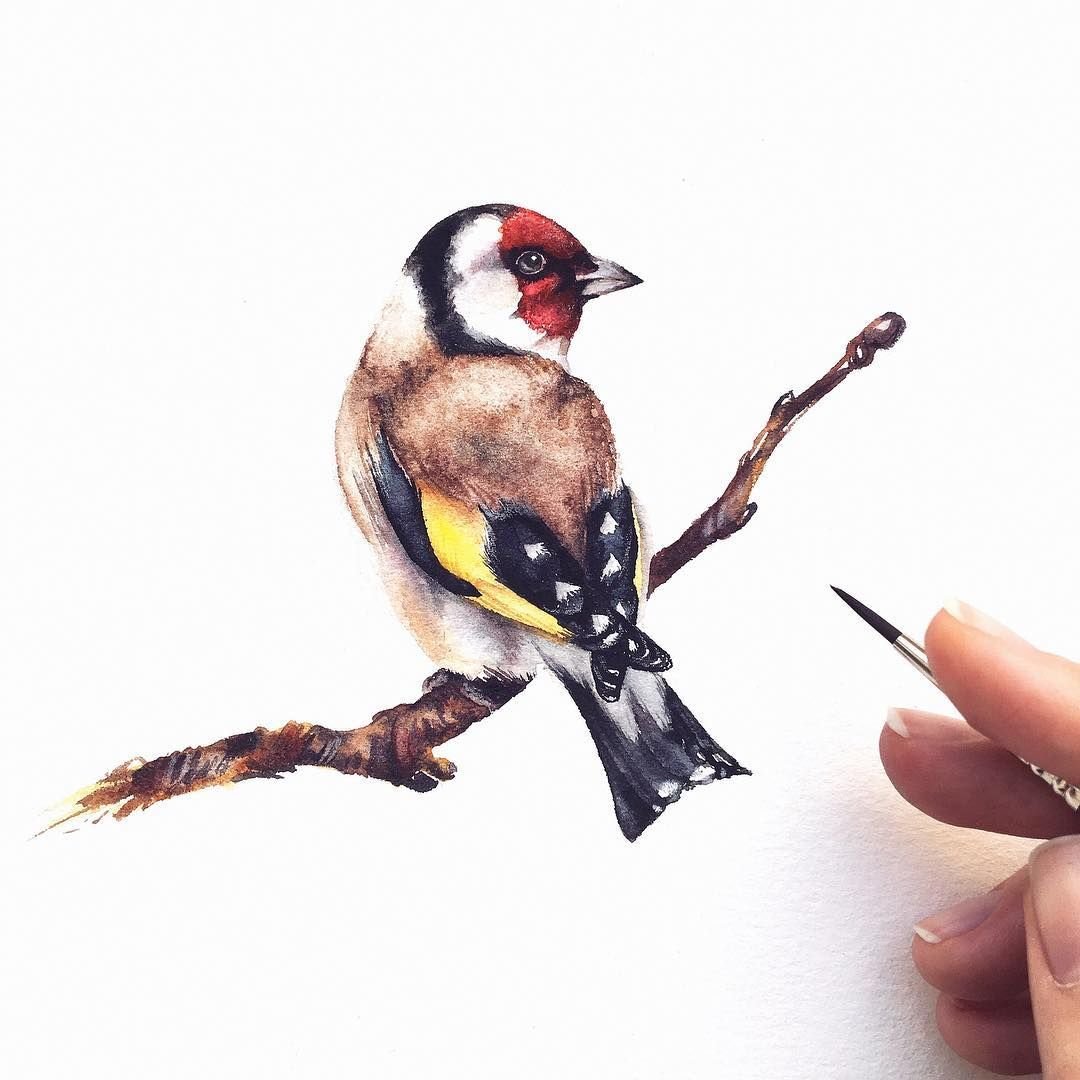 Щегол для детей