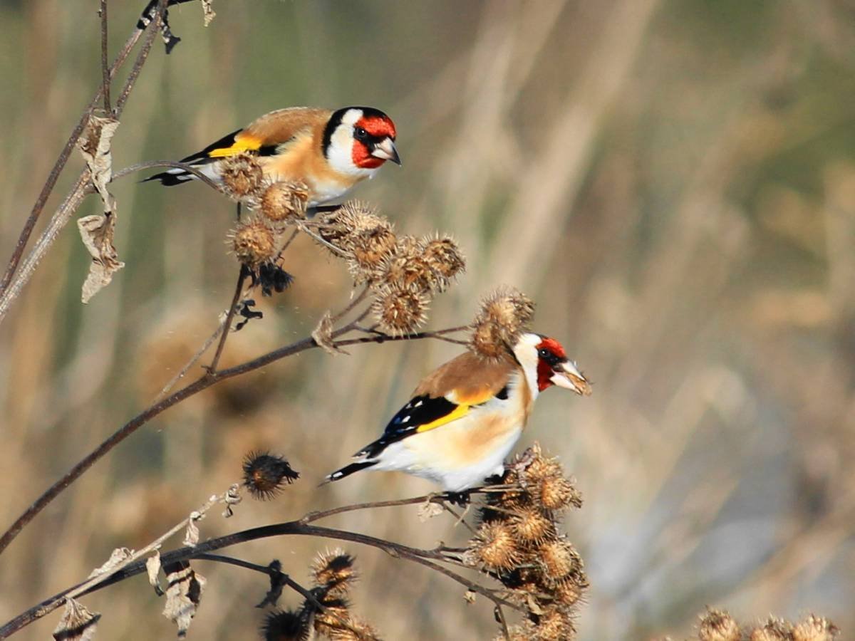 Щегол ареал