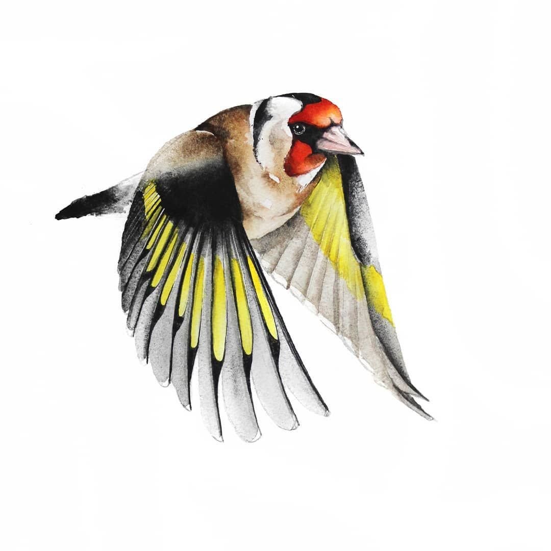 Черноголовый щегол птенец