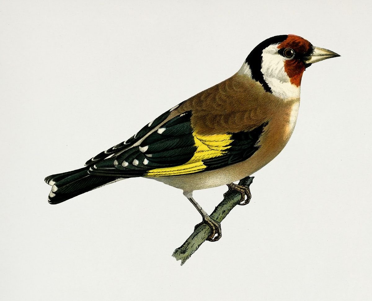 Щёголь и щегол