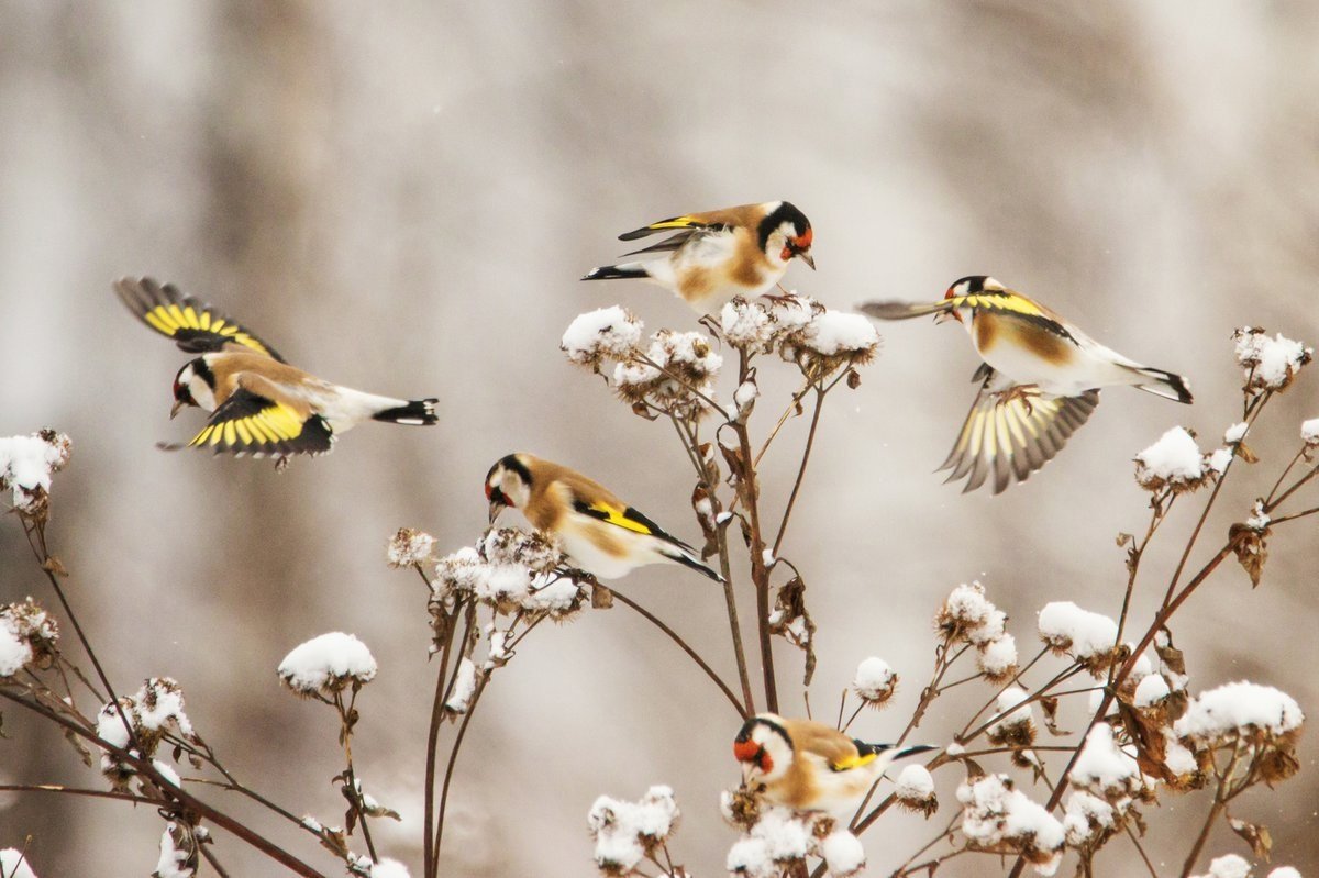 Черноголовый щегол