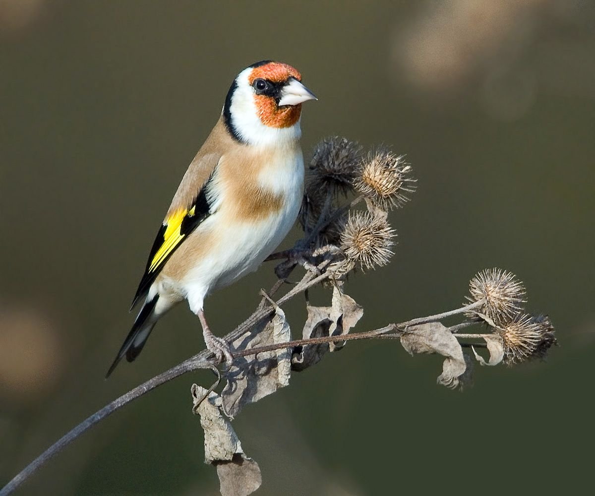 Черноголовый щегол акварель