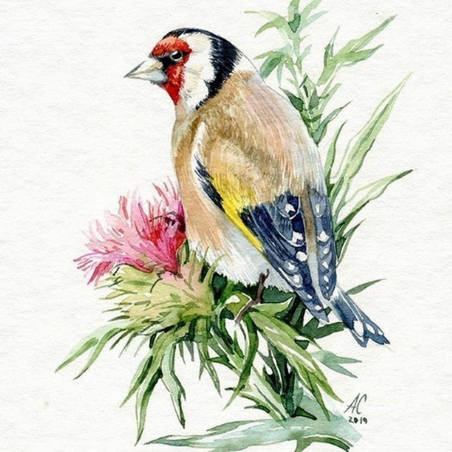 Щегол птица на белом фоне