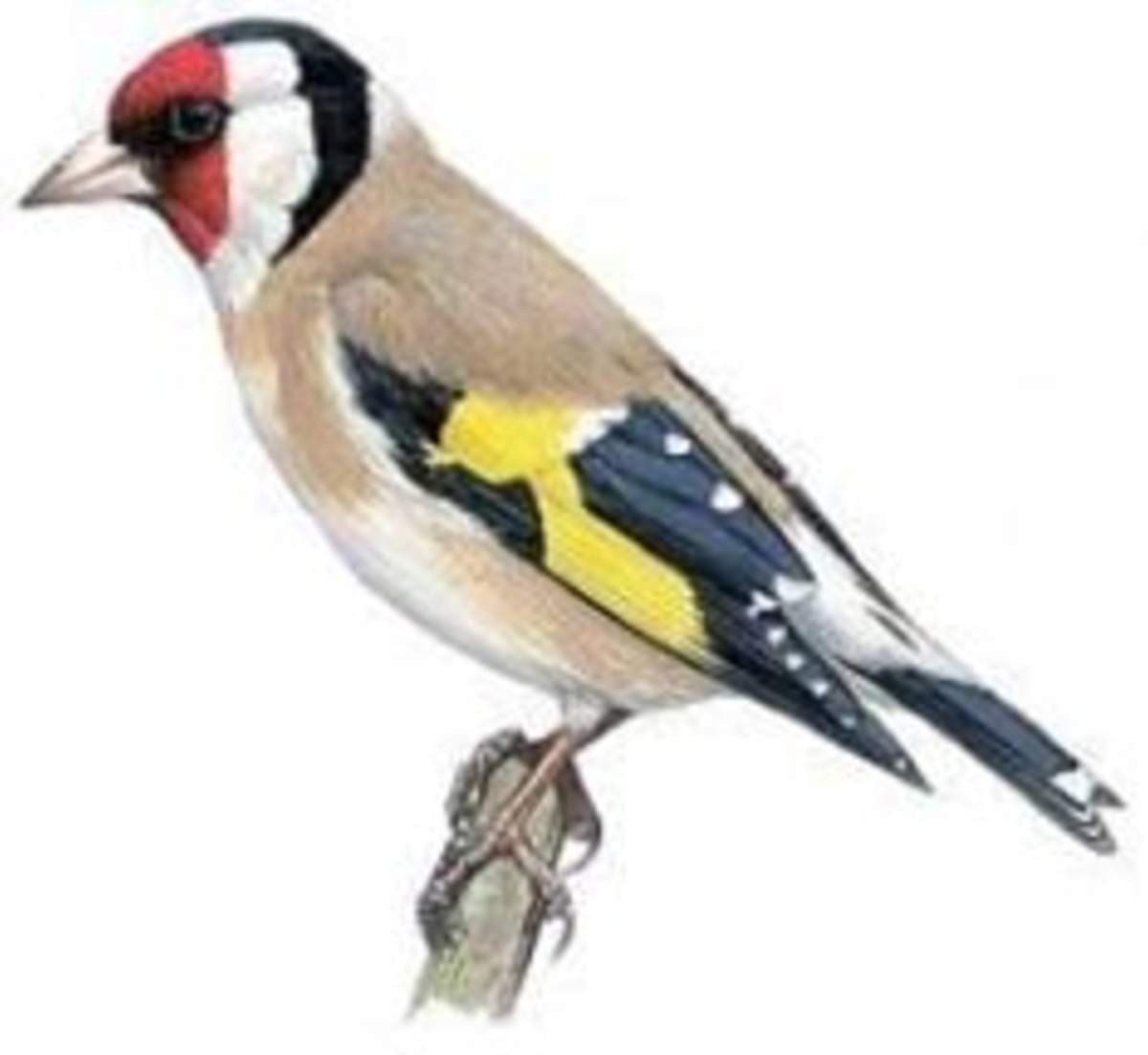 Щегол вышивка гладью