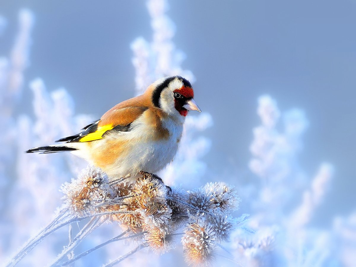 Красноголовый щегол