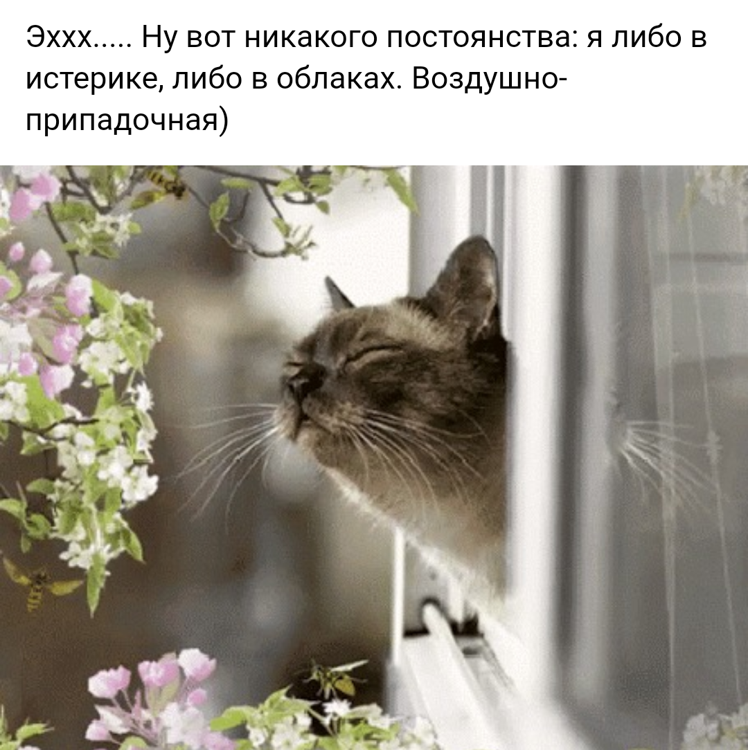 Доброе утро с весной и котами