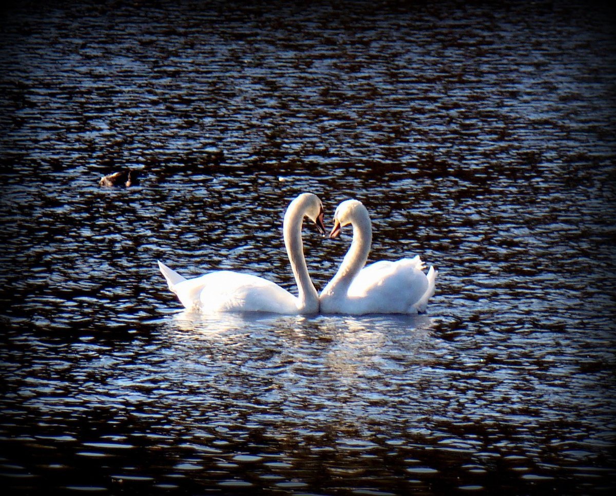 Алмазная мозаика Лебединое озеро