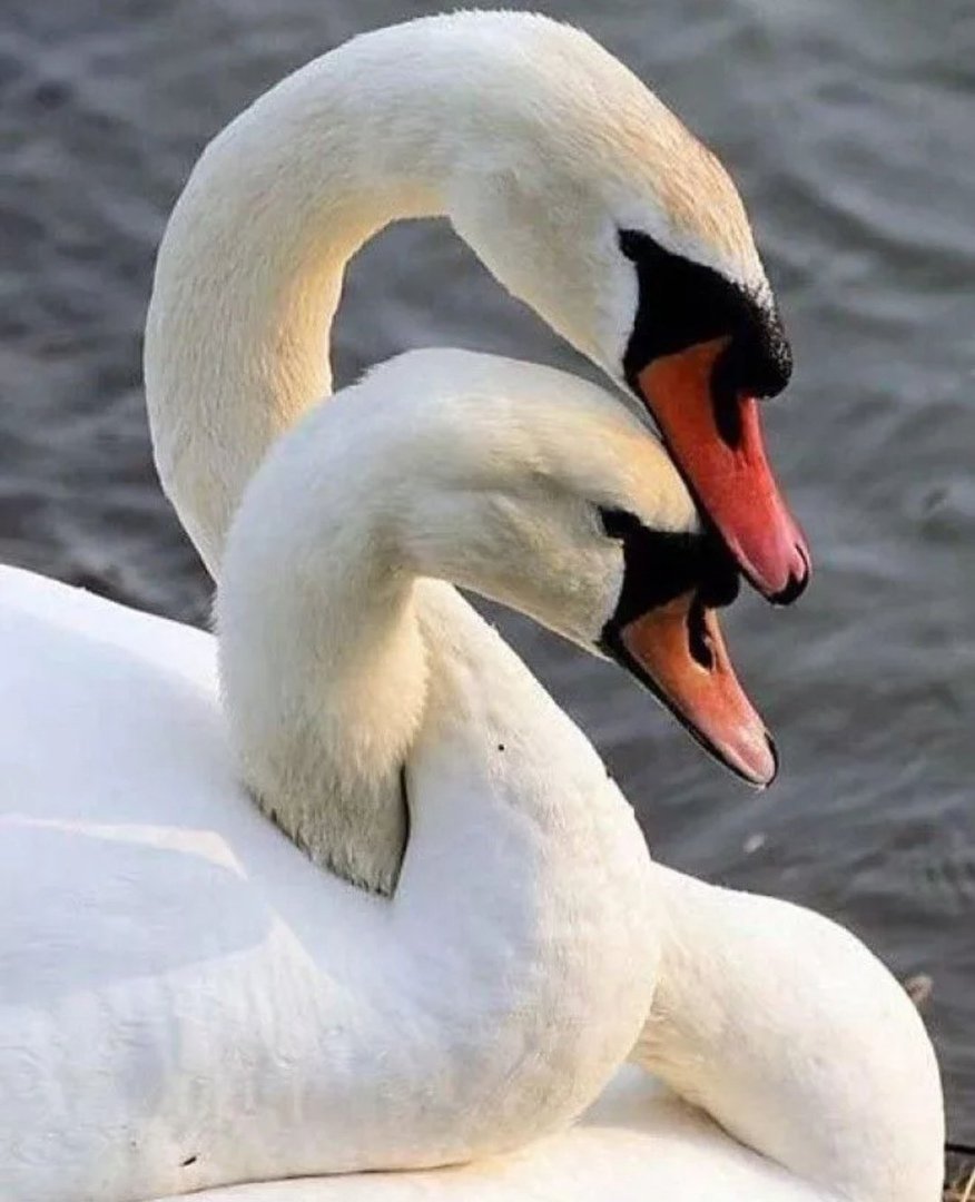 Парочка лебедей