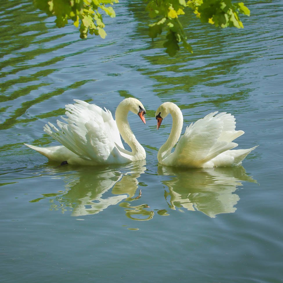 Городской парк Саратов лебеди