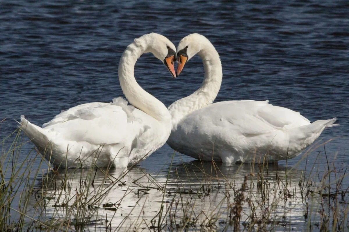 Пара лебедей