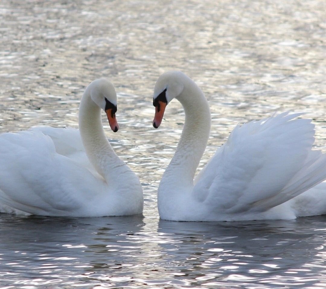 Лебеди с переплетенными шеями