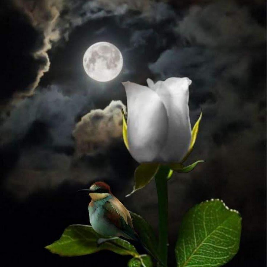 Картинки доброй ночи с луной