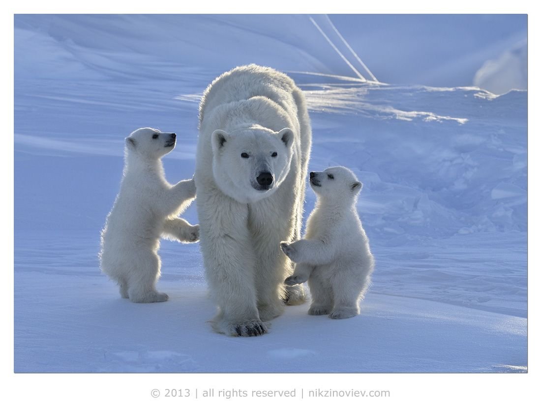 Белый медведь (Карско-Баренцевоморская популяция)