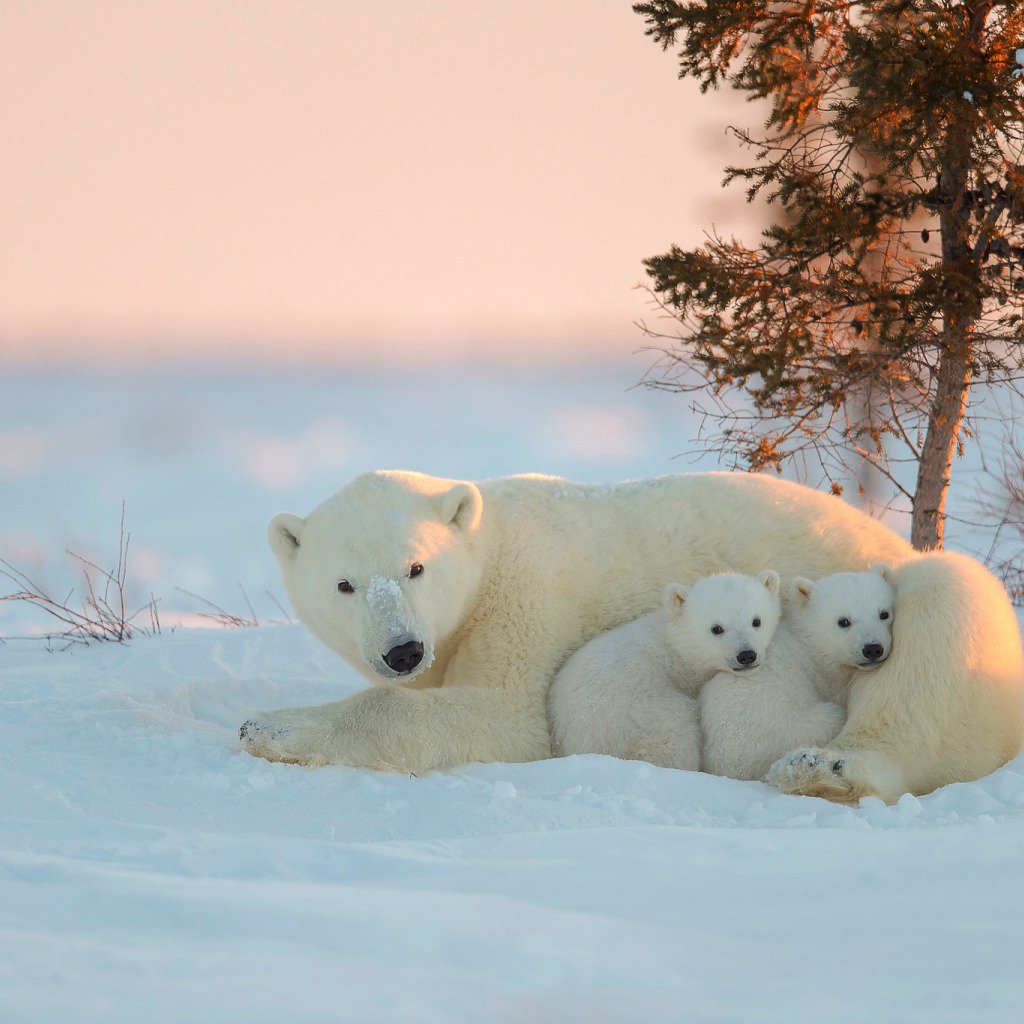 Белый медведь с медвежатами