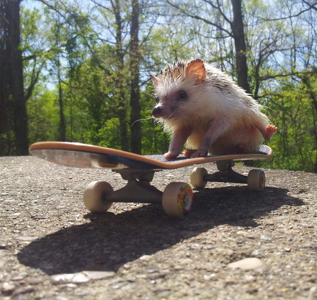 Подмигивающий Ежик