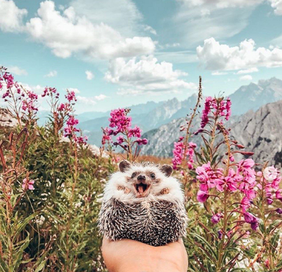 Mr.Pokee очаровательный ёж-путешественник