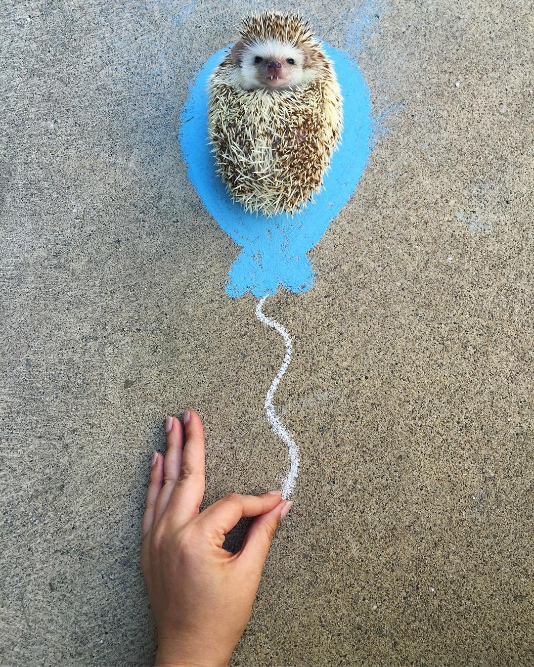 Блинский ёж