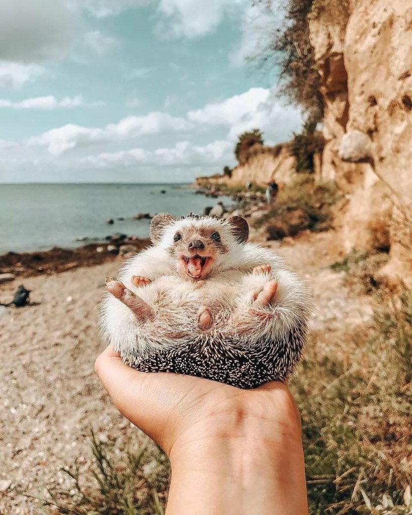 Mr.Pokee очаровательный ёж-путешественник