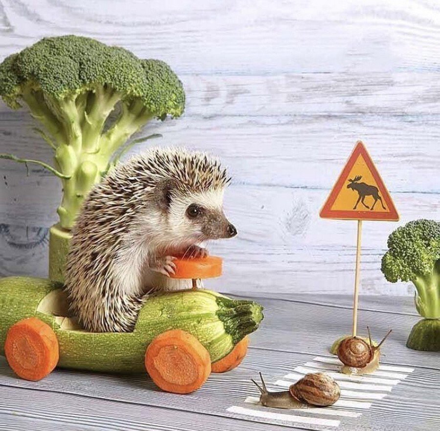 Анекдоты про ежей