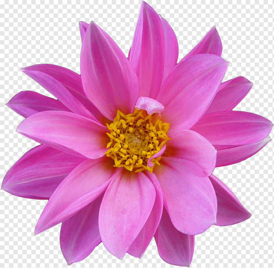 Цветочки на прозрачном фоне