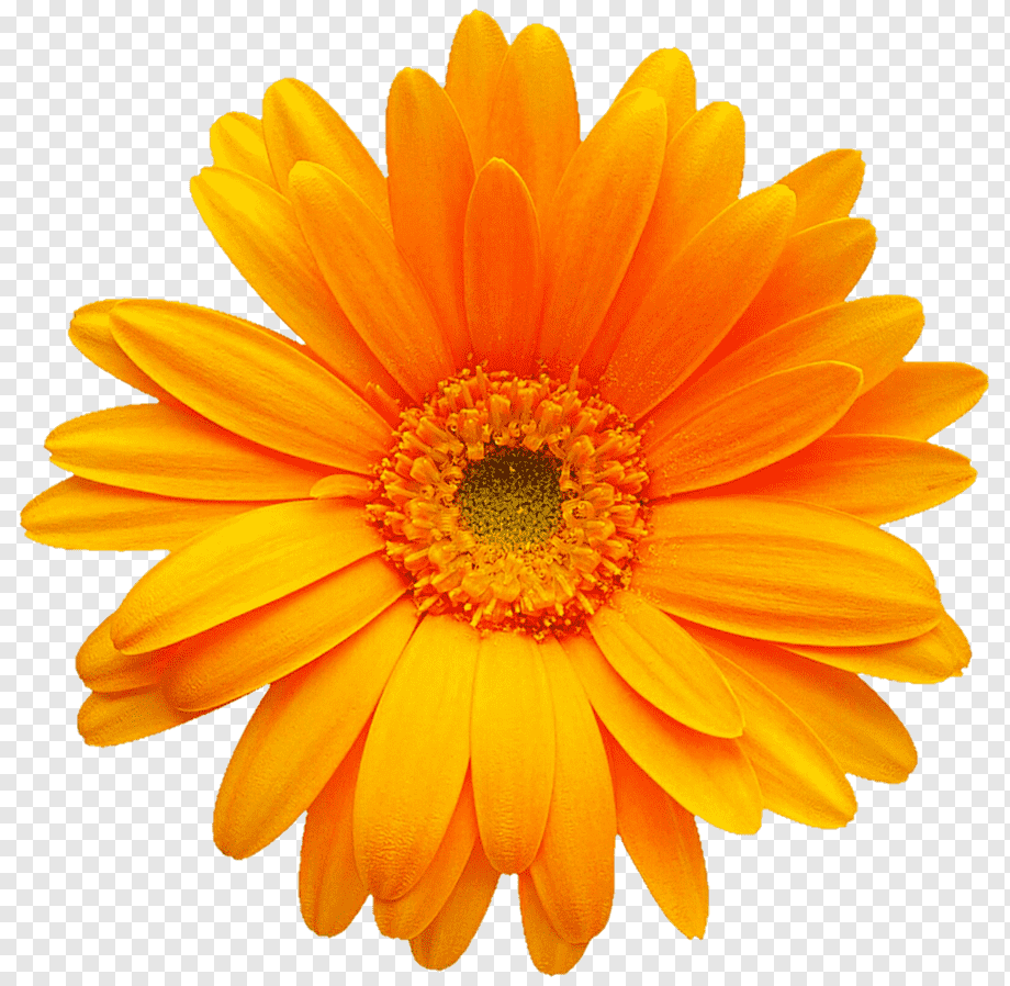 Хризантема Ромашковая оранжевая