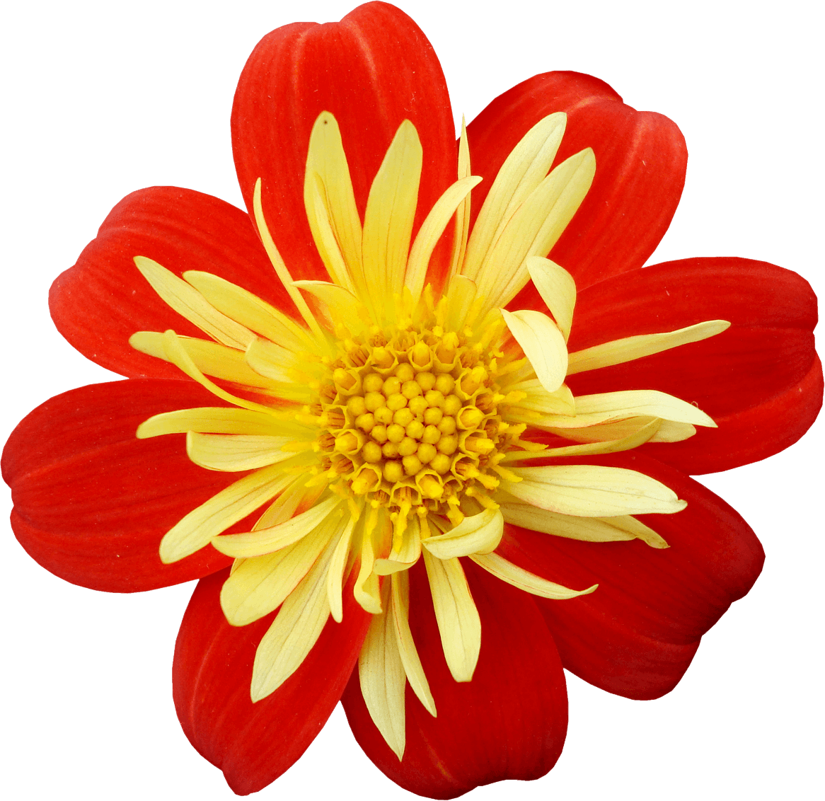 Цветы одиночные