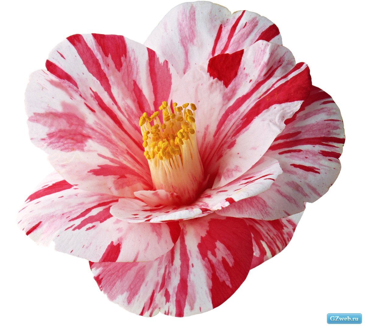 Цветы одиночные