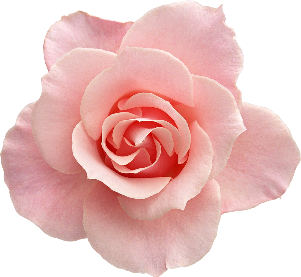 Пинк Флауэр роза