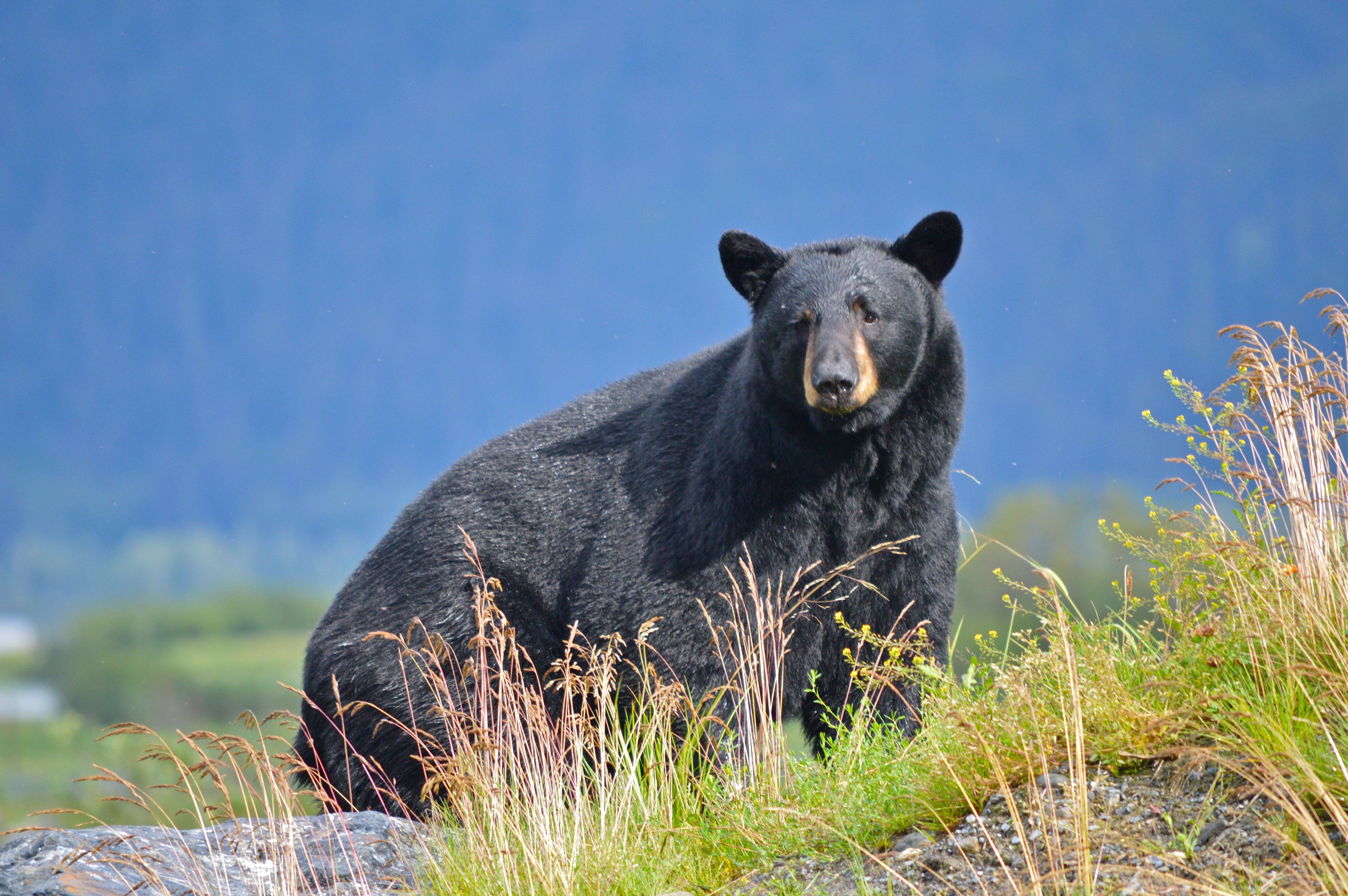 Медведь крупное млекопитающее. Северная Америка медведь Гризли. Барибал Северной Америки. Гималайский медведь и Гризли. Американский черный медведь Барибал.