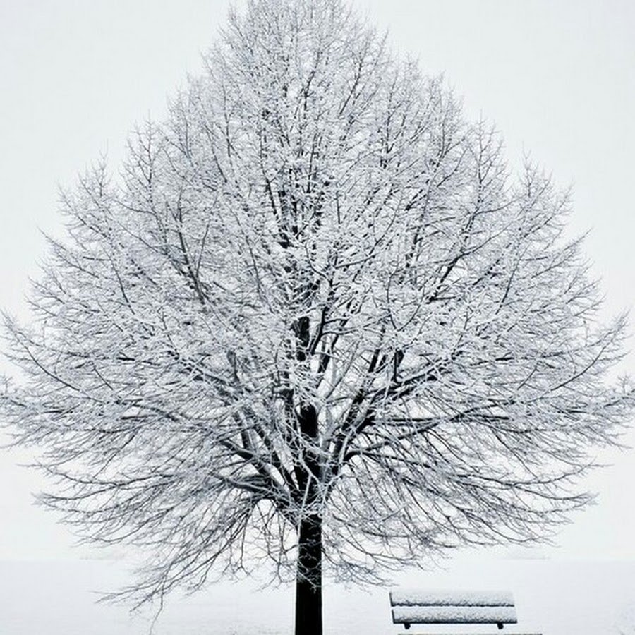 Деревья пышные зимние