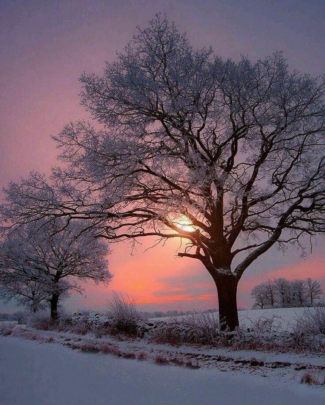 Утренний иней на деревьях