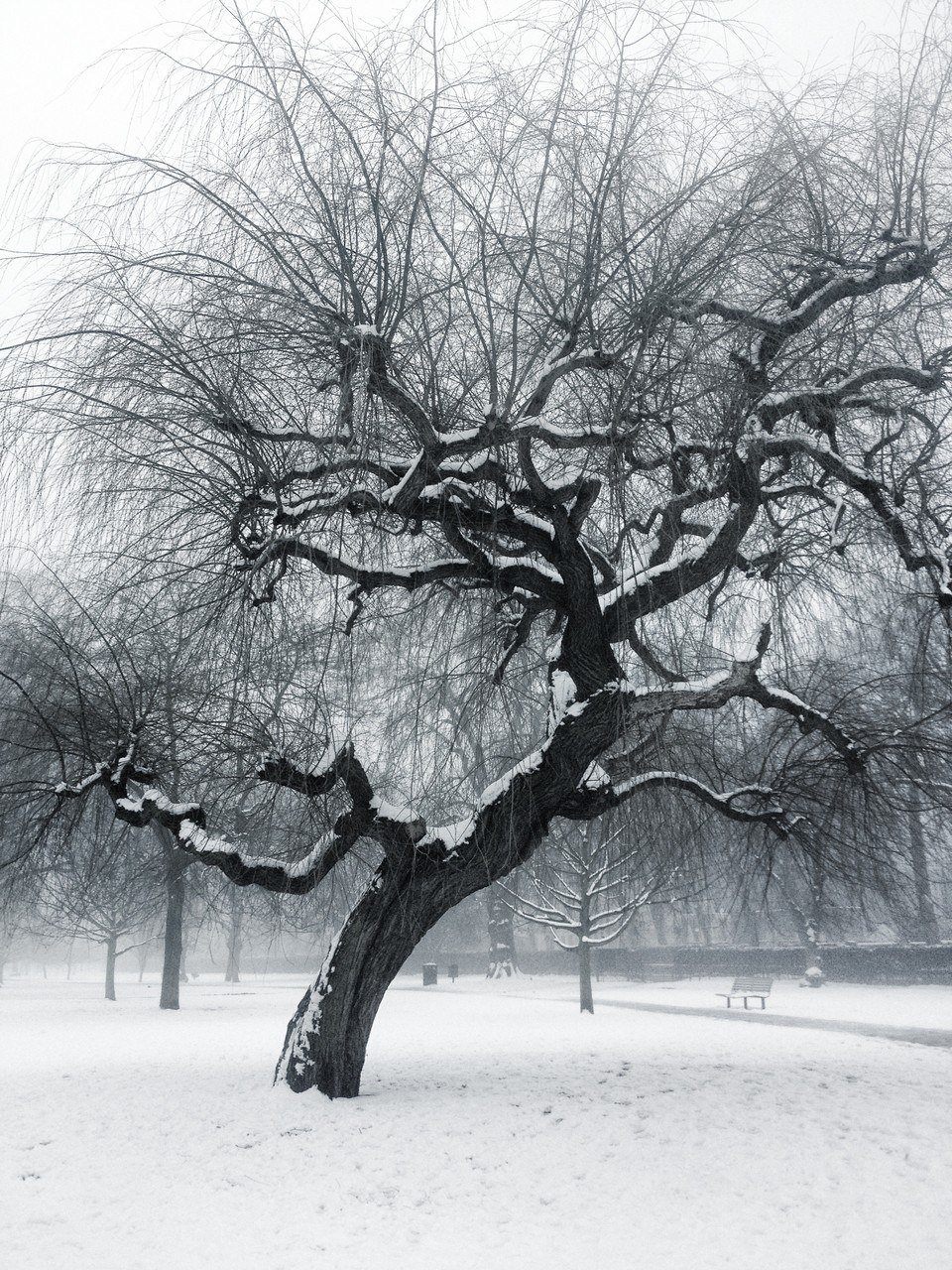 Иней на деревьях