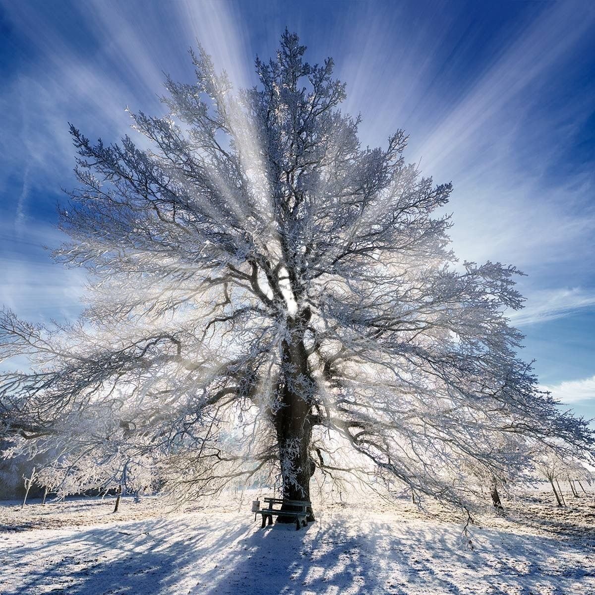 Береза зимой