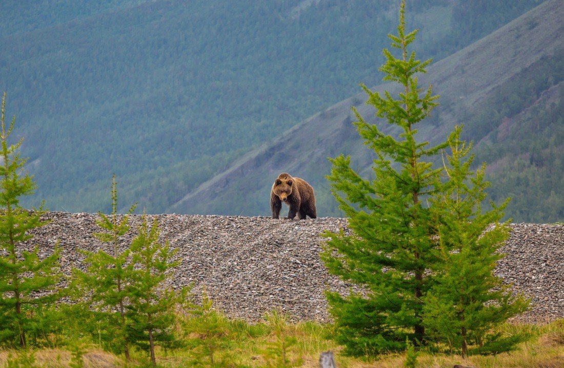 Бурый медведь Байкальский заповедник