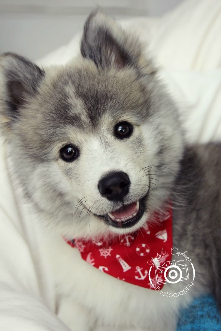 Неоновая лиса