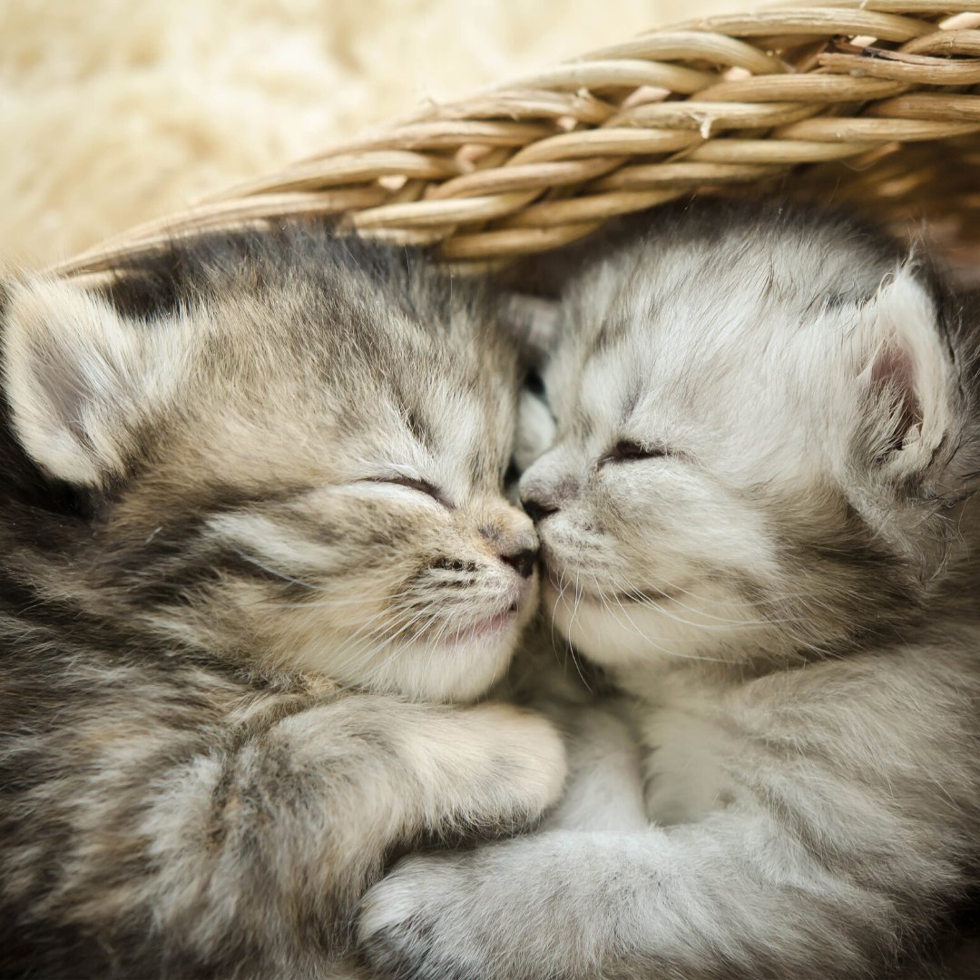 Котята обнимаются