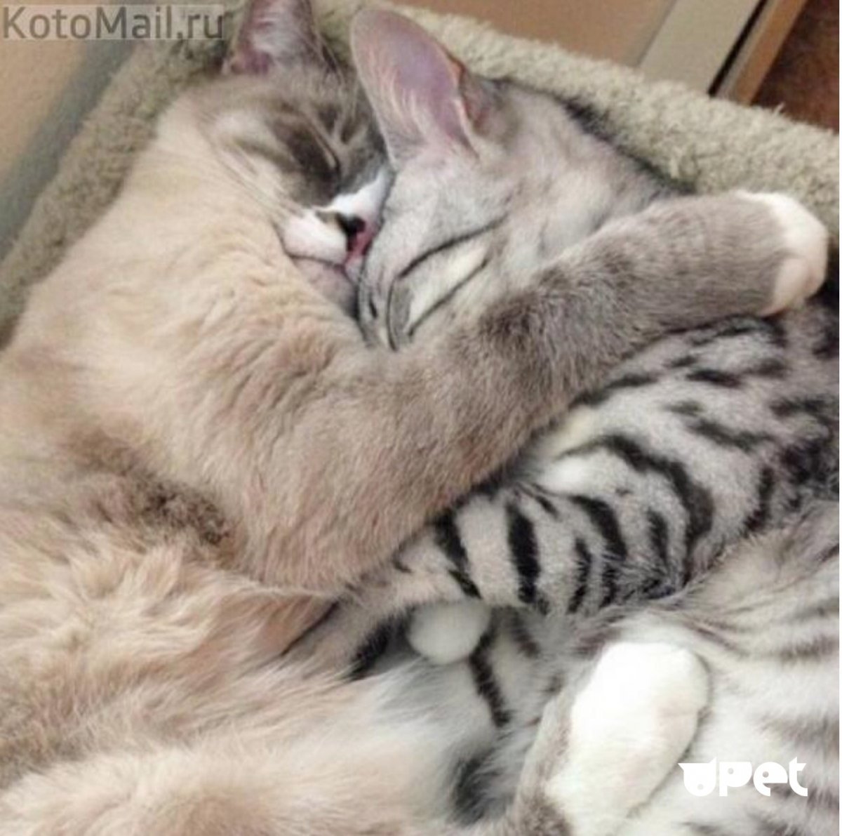 Котики обнимашки