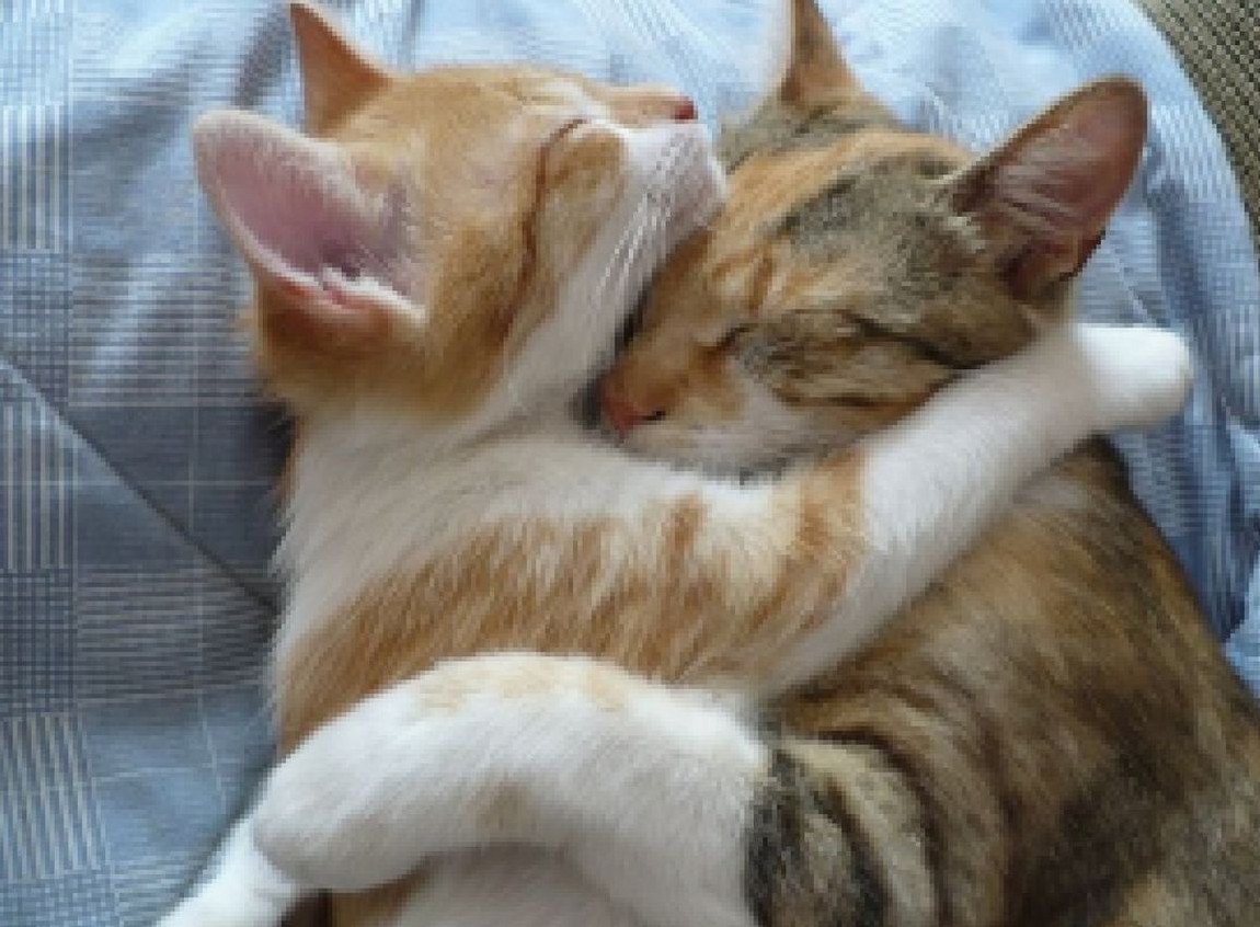 Влюбленные котики