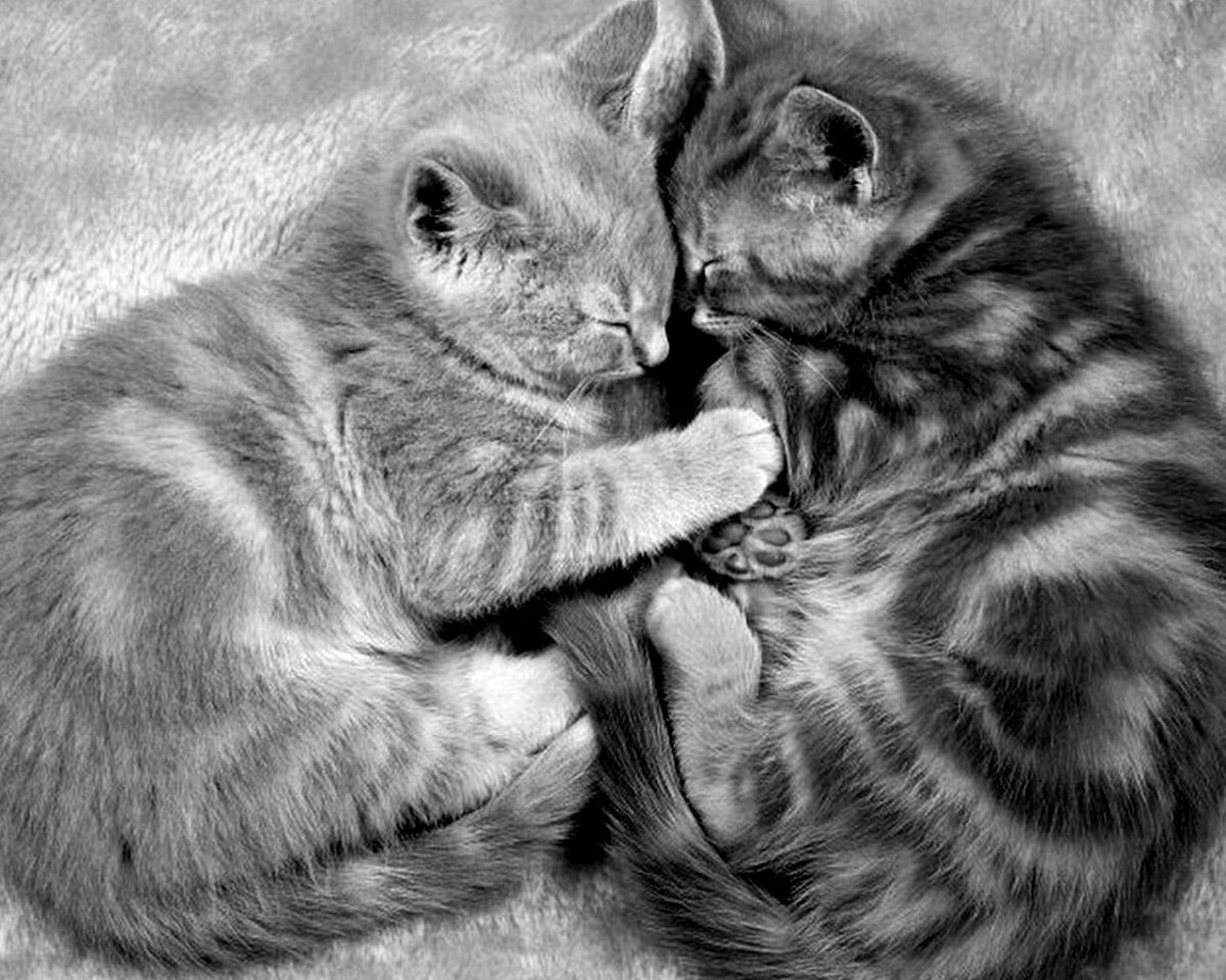 Котик обнимает