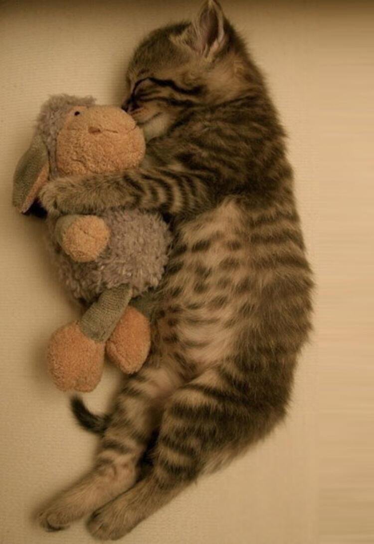 Котята обнимаются