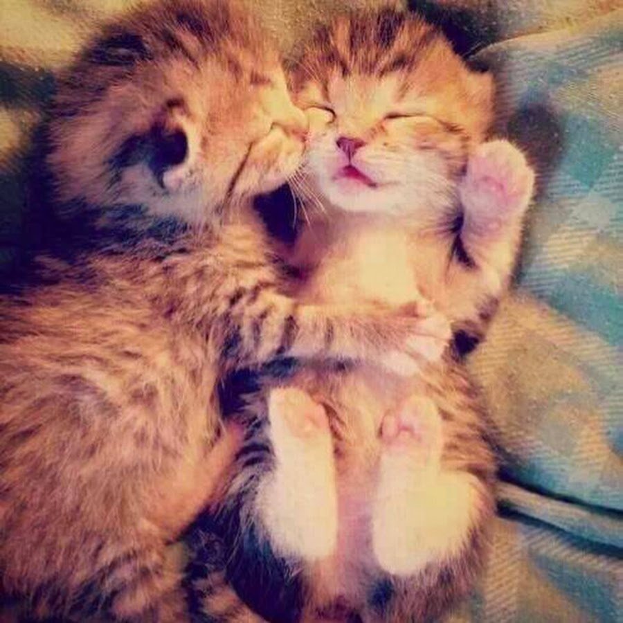 Котята обнимашки целовашки